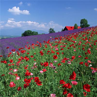 半岛体体育下载